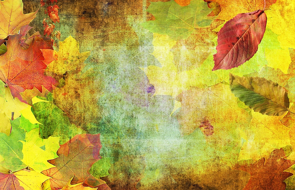 October leaves maple
