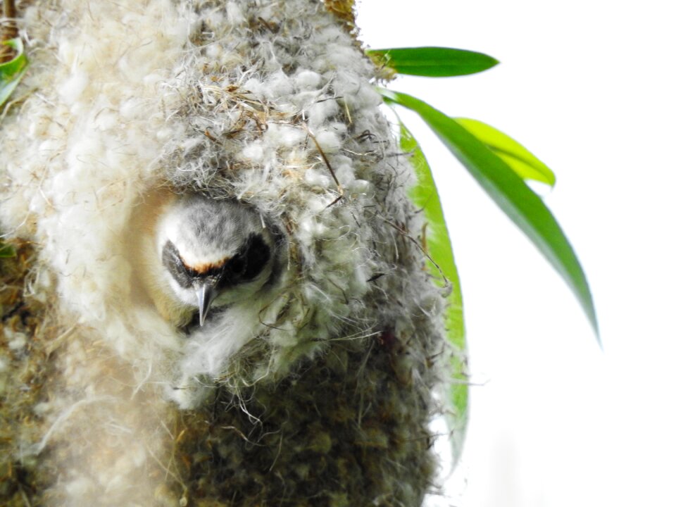 Bag tit bank bird's nest