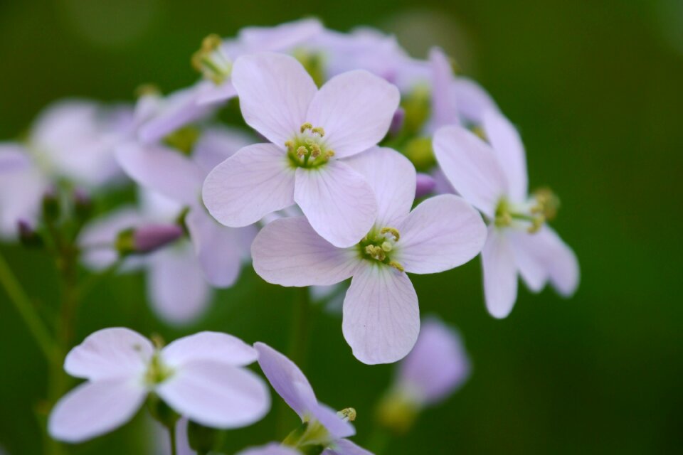 Bloom nature plant