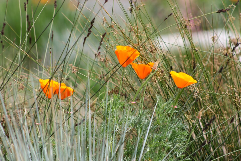 Poppy garden blossom
