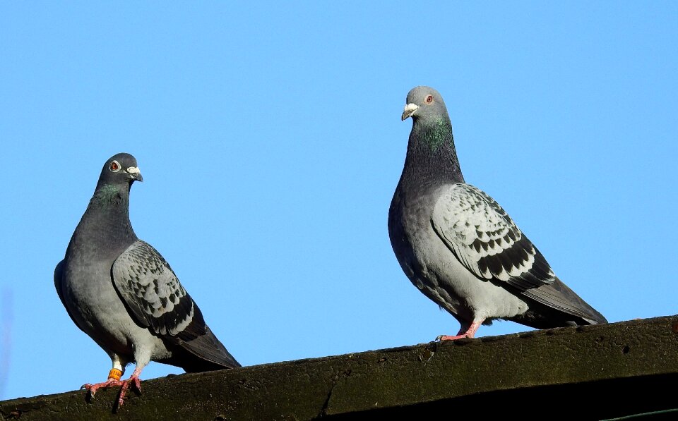 Nature animals bird