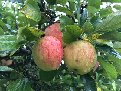 Apple tree ripe