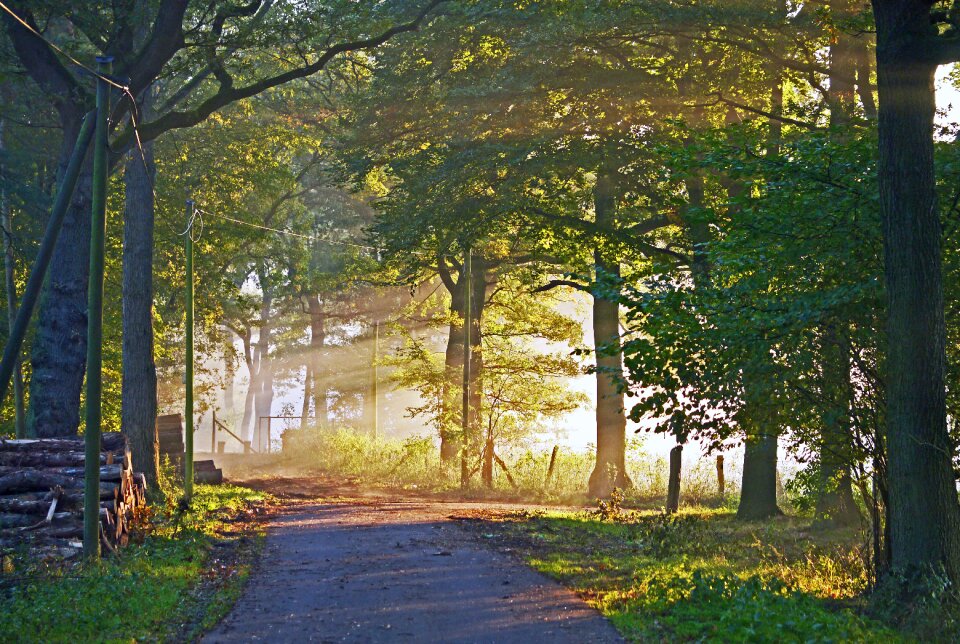 Forestry forest path dirt track