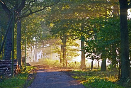 Forestry forest path dirt track