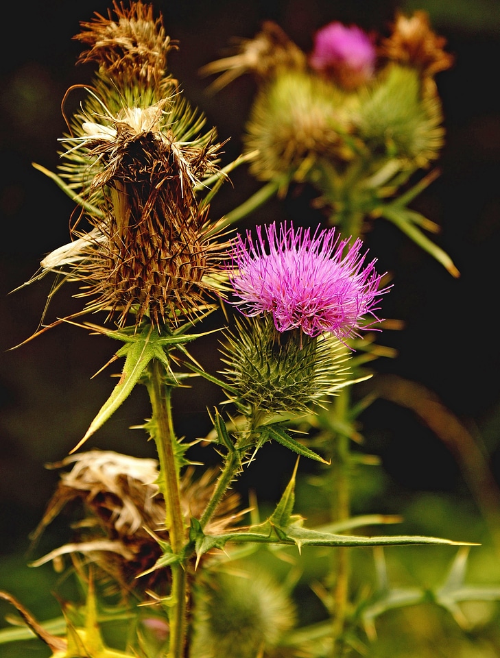 Green the name thistle cirsium lanceolatum