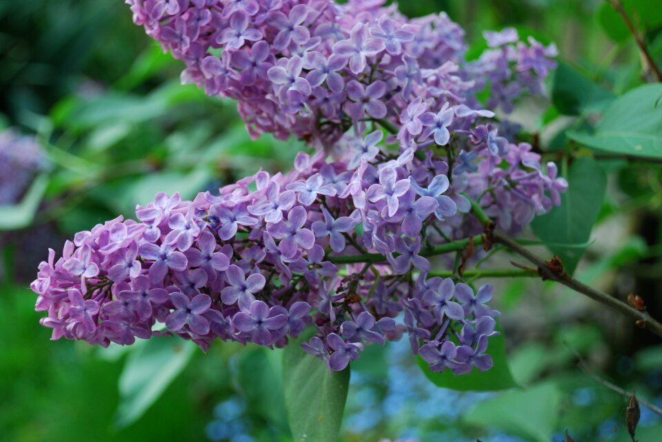 Nature purple decorative bush