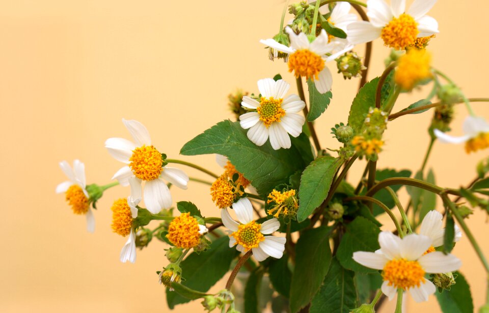 Wildflowers white flowers pistil yellow