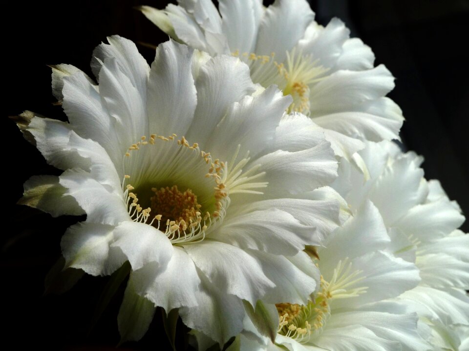 Cactus cactus flowers plant