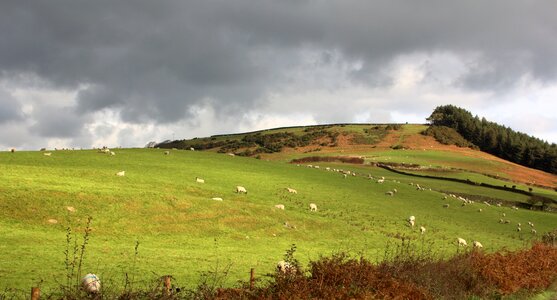 Sheep united kingdom landscape photo