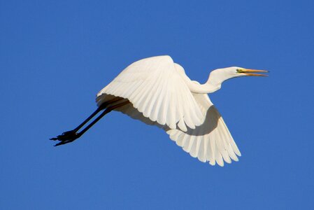 Wild birds heron egret photo