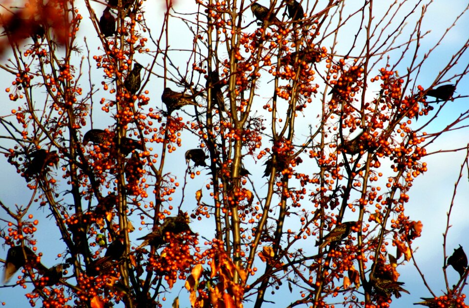 Tree autumn feather