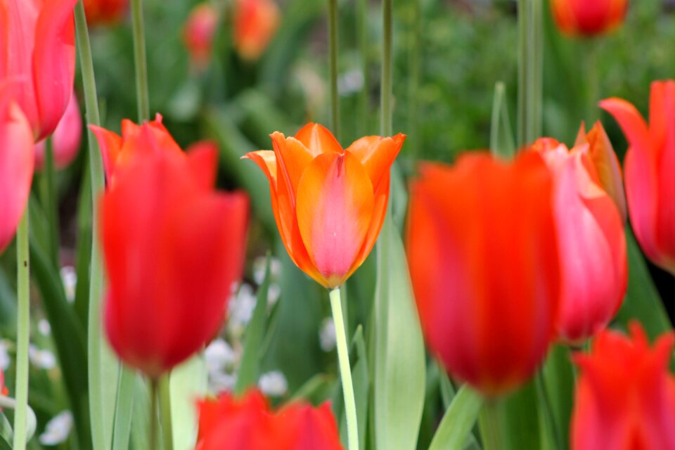 Tulip garden blossom photo