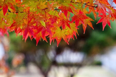 Nature the leaves wood
