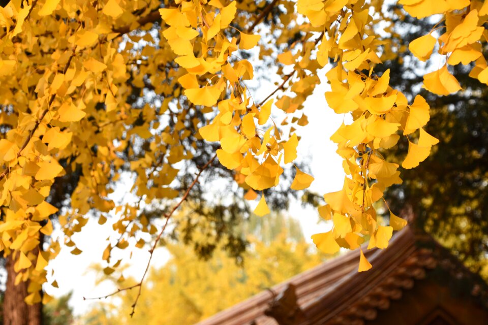 Akiba jingshan park vision