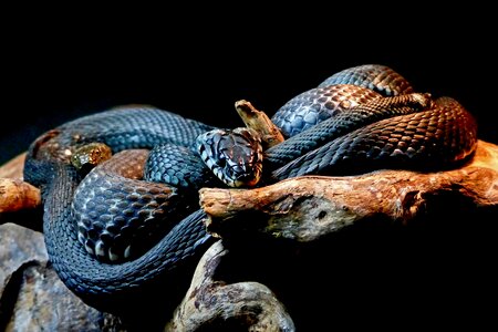 Black snakes animal reptile