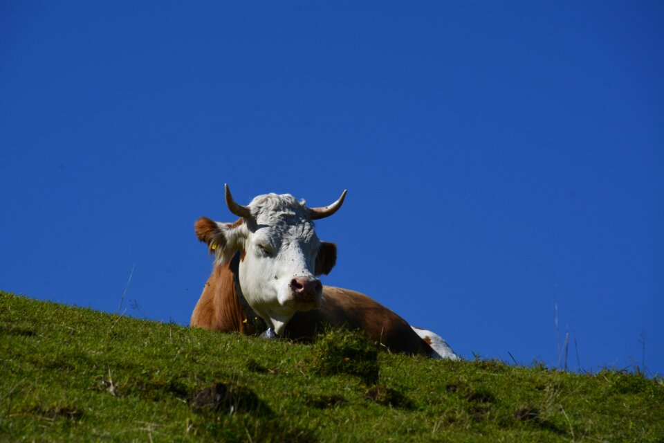 Pasture alm nature