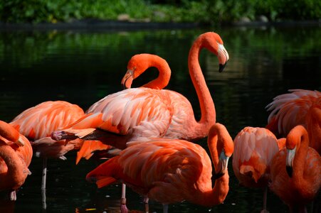 Stand water water bird