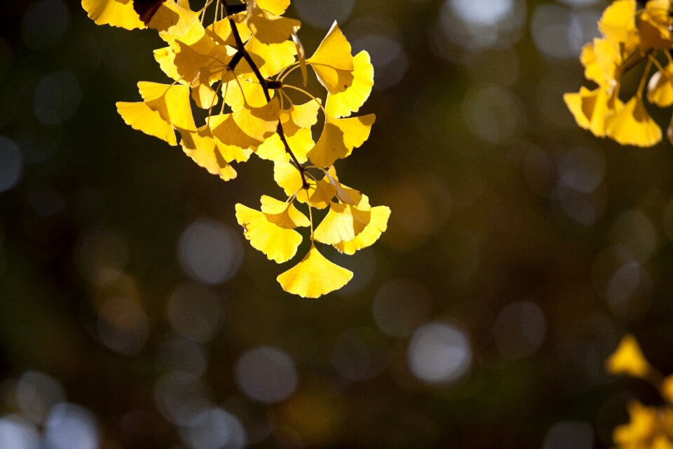 Yellow leaf the leaves
