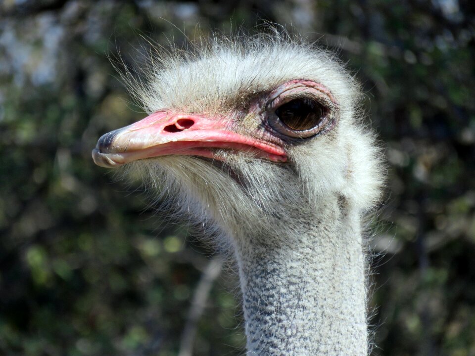 Animal bird nature