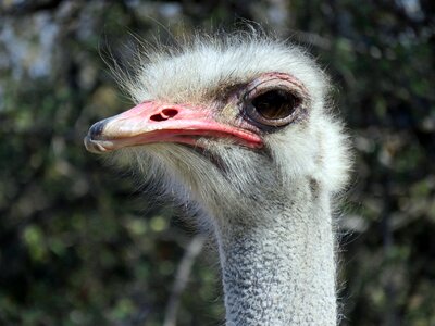 Animal bird nature