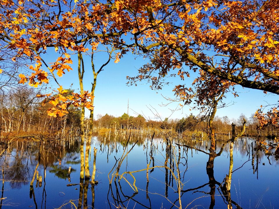 Autumn moor romantic photo