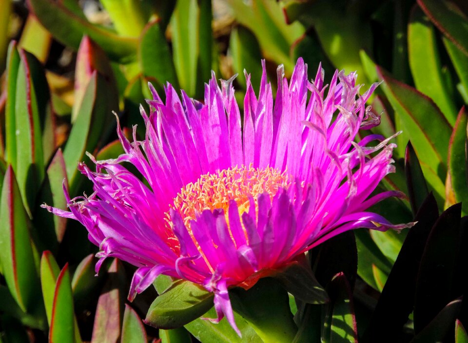 Prato flower marino fuchsia