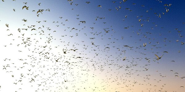 Pigeons swarm flying photo