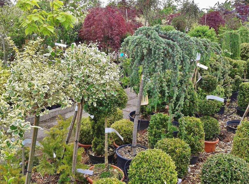 Botany plant garden plants