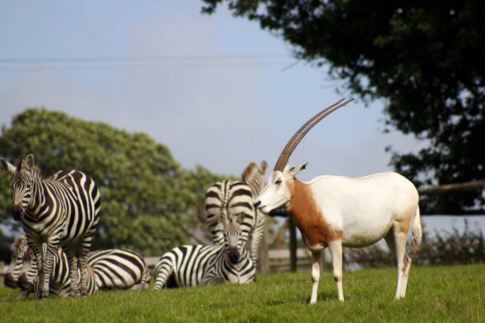 Animal nature wildlife