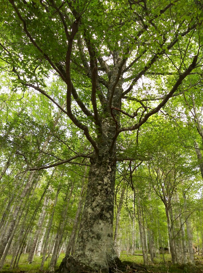 Hayedo forest nature photo