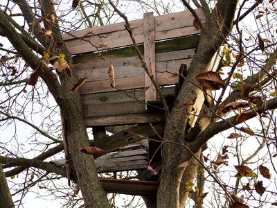 Old tree build photo