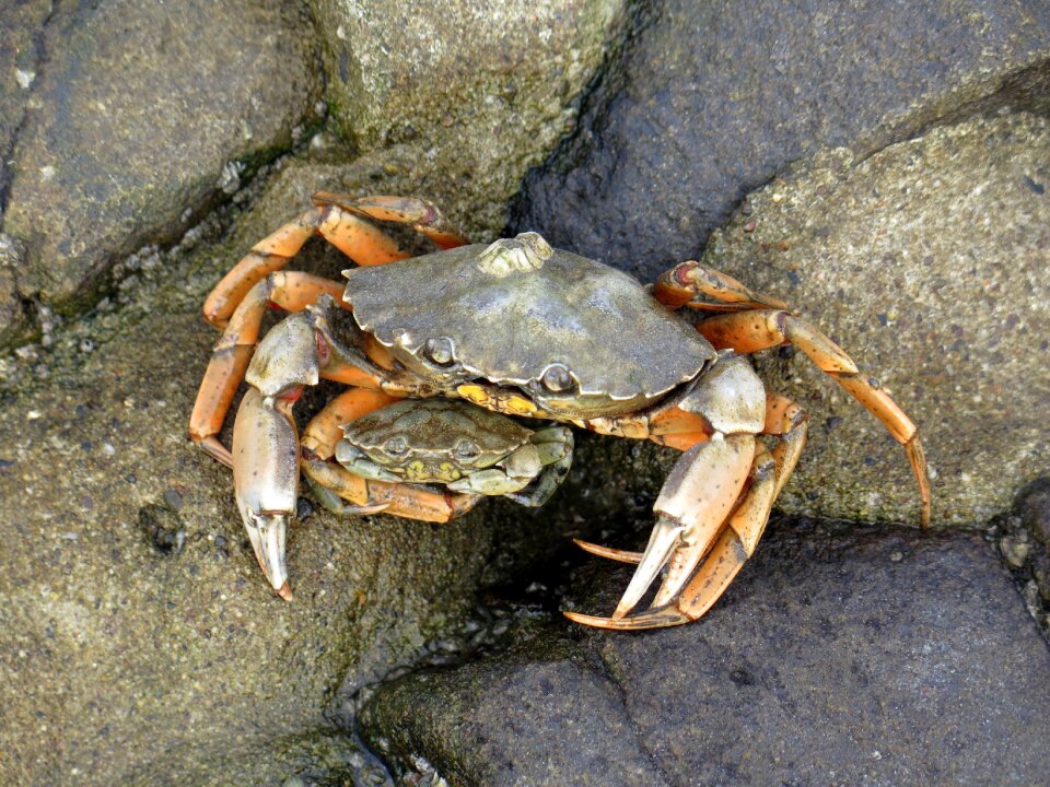 Crab pairing north sea