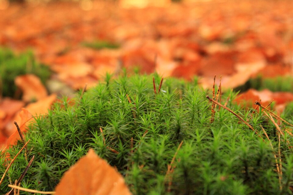 Green natural forest