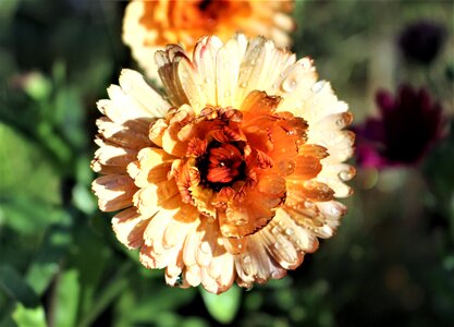 Yellow summer closeup photo