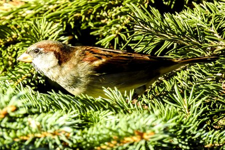 Songbird garden bird nature