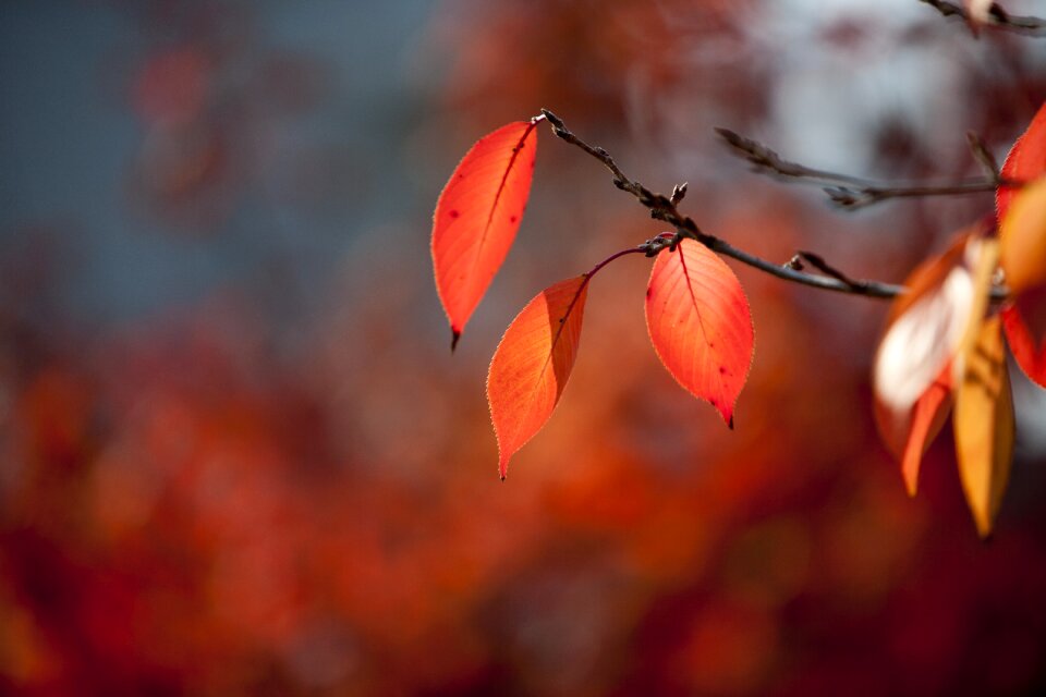 Nature the leaves wood