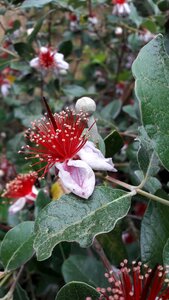 Color pink leaf pistil stamens photo