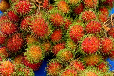 Tropical malaysia exotic