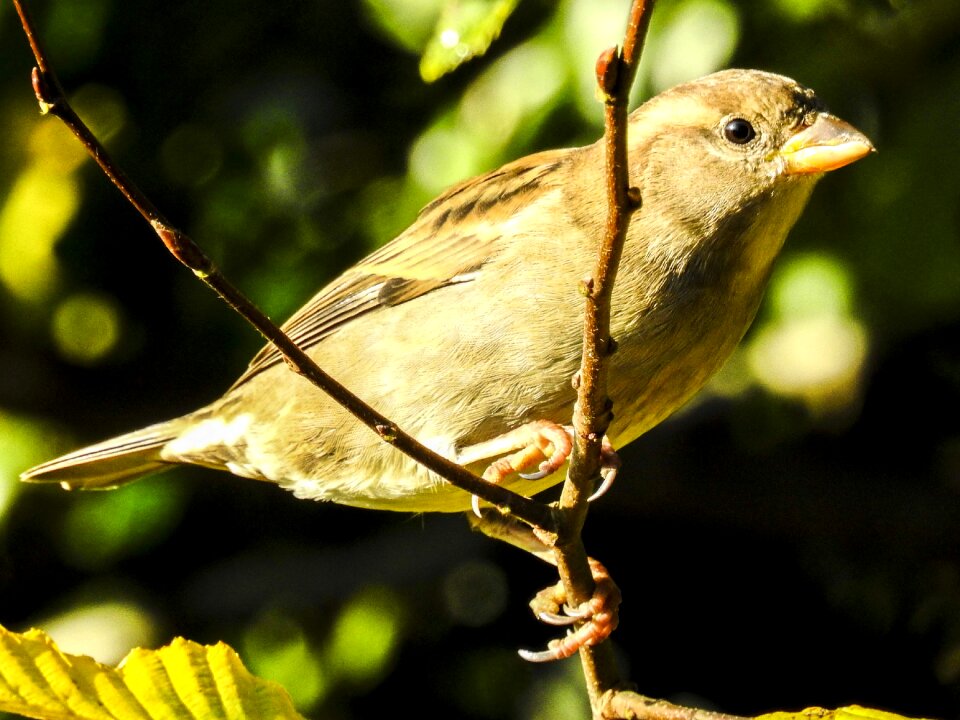 Songbird garden bird nature