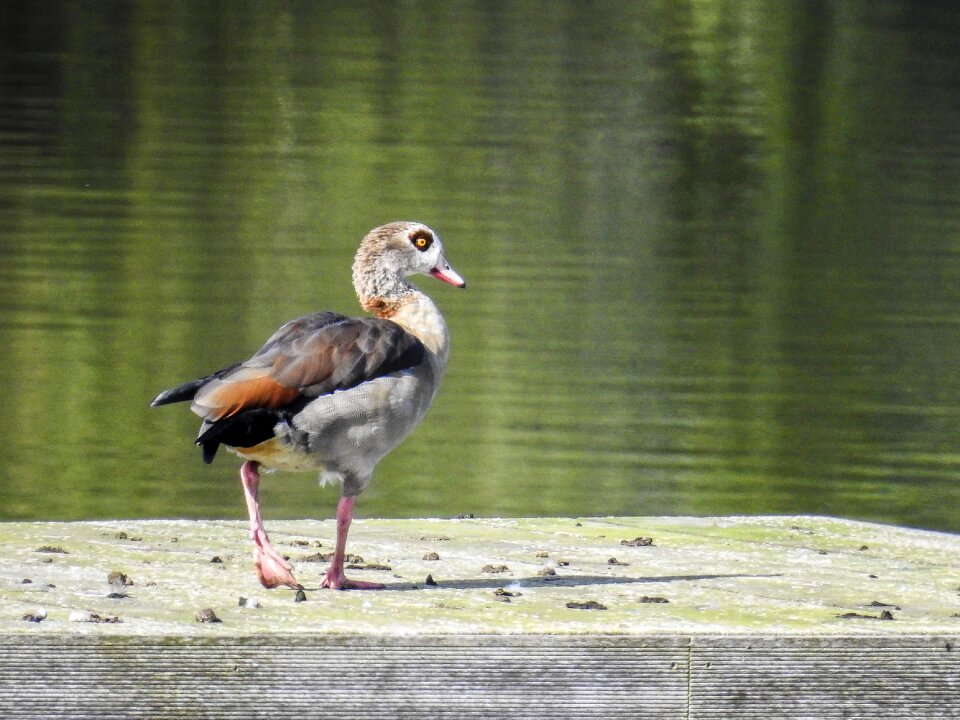 Water bird nature animal