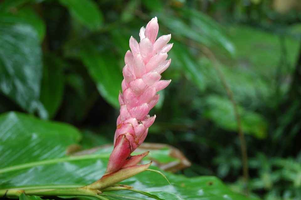 Bali pink flower nature