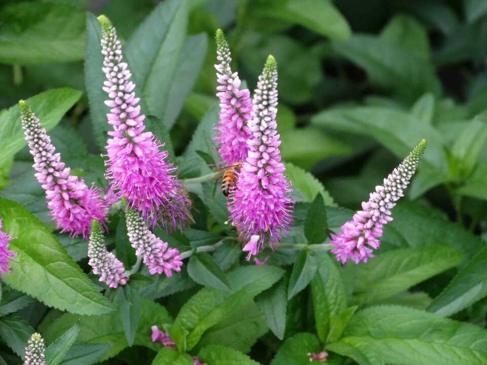 Pink flower floral