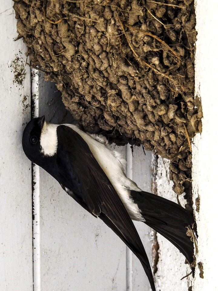Bird nature animal