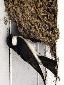 Bird nature animal