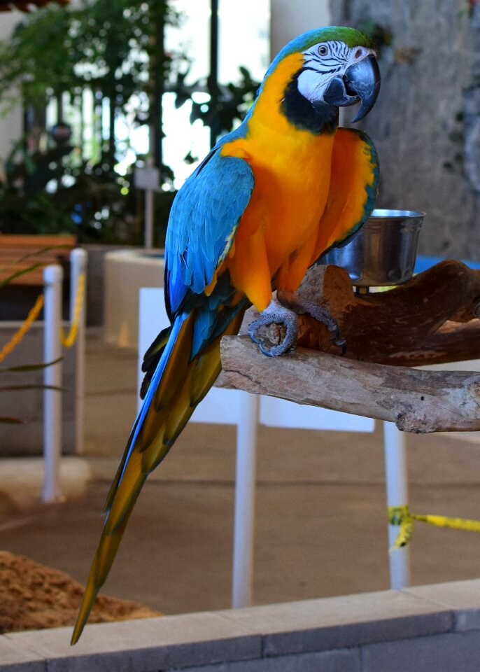 Animal bird exhibit trained