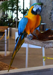 Animal bird exhibit trained