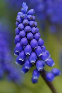 Flower blue traubenförmige inflorescences photo