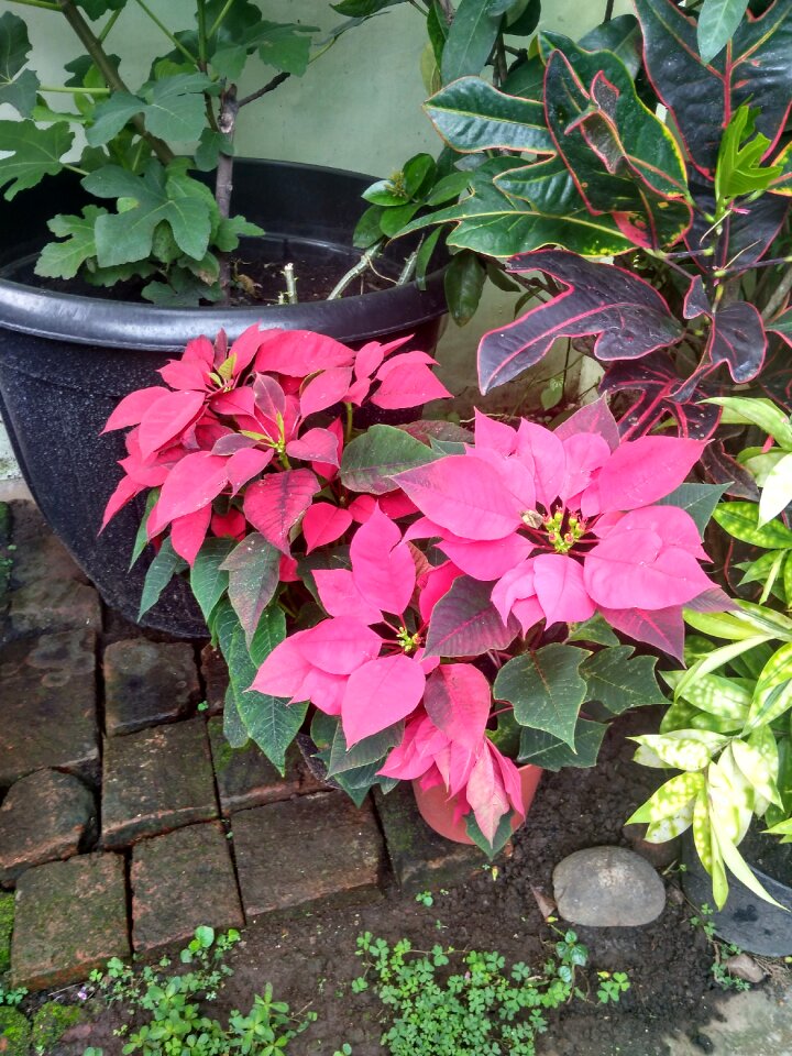 Poinsettia plant