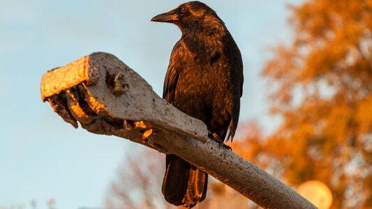 Animal feather crow photo