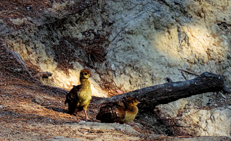 Puppies couple bird